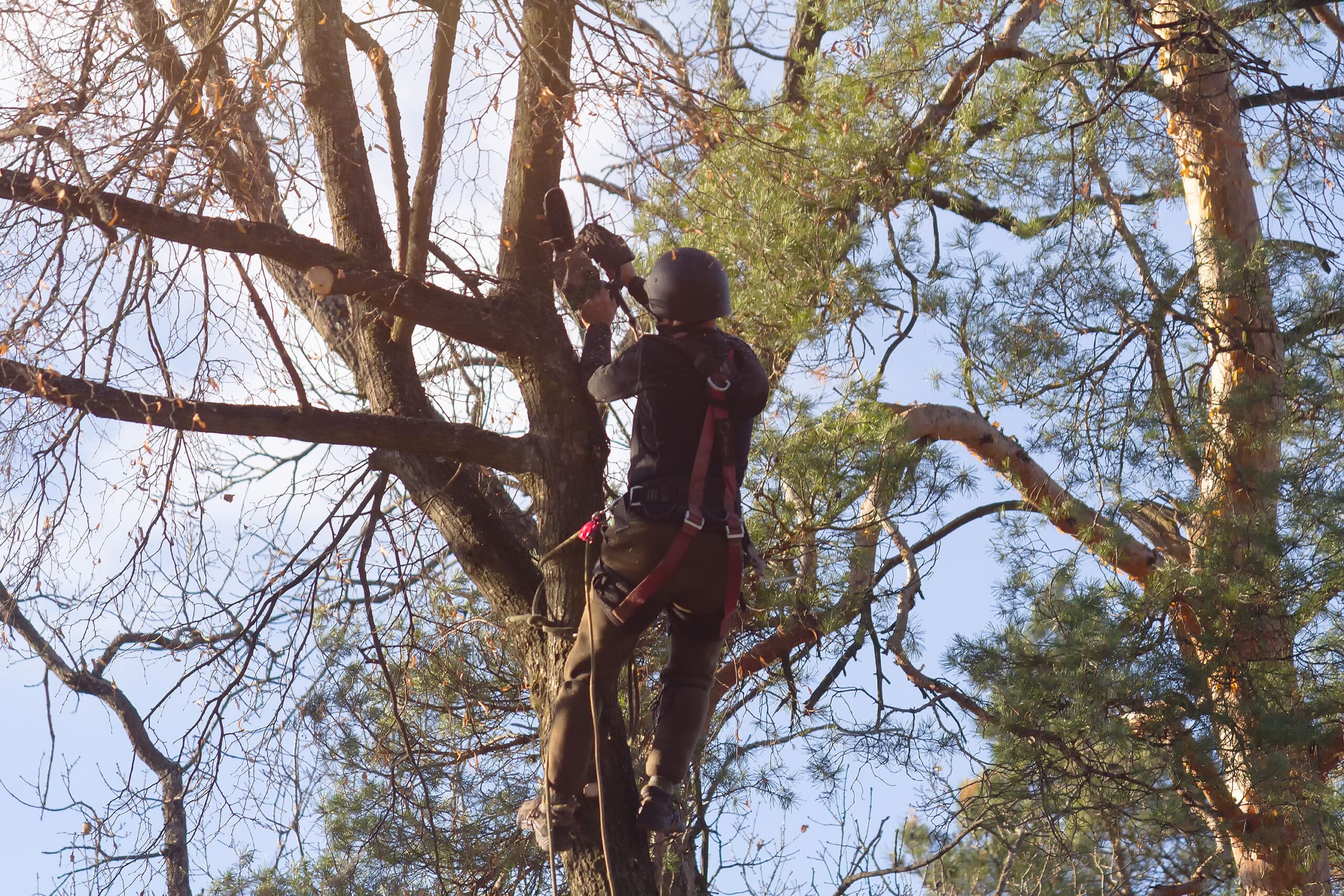 Arboriste équipé en harnais coupe une branche haute avec une tronçonneuse, vu en contre-plongée sur ciel bleu et feuillage.