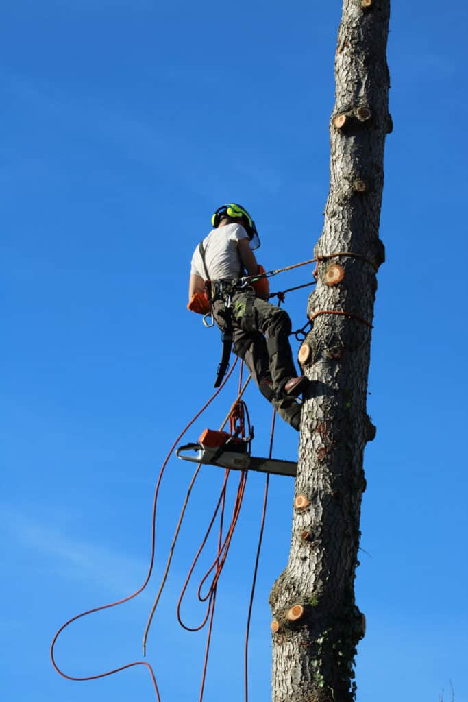 Élagueur suspendu à des cordes, élagage d'un arbre à l'aide d'une tronçonneuse pour couper les branches. L'homme adulte porte un équipement de sécurité complet.