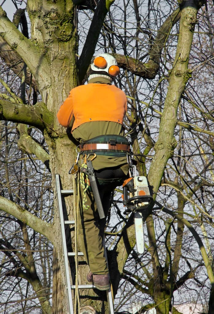 Arboriste avec tronçonneuse élaguant un arbre Arboriste grimpeur en tenue de sécurité orange et kaki, montant une échelle fixée à un arbre nu avec une tronçonneuse à sa ceinture.
