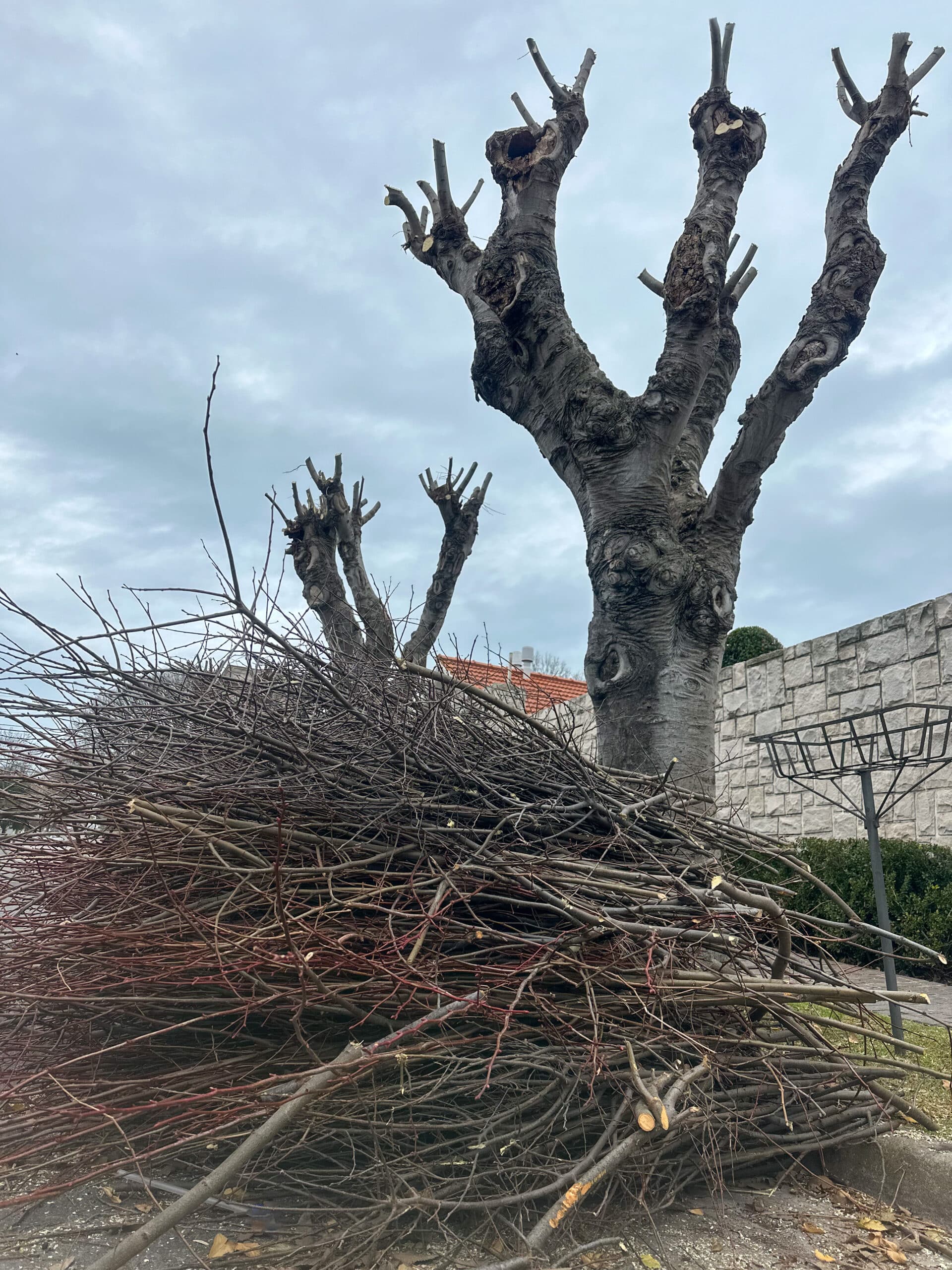 Gros tas de branches coupées devant des arbres sévèrement taillés en têtard sous un ciel couvert.