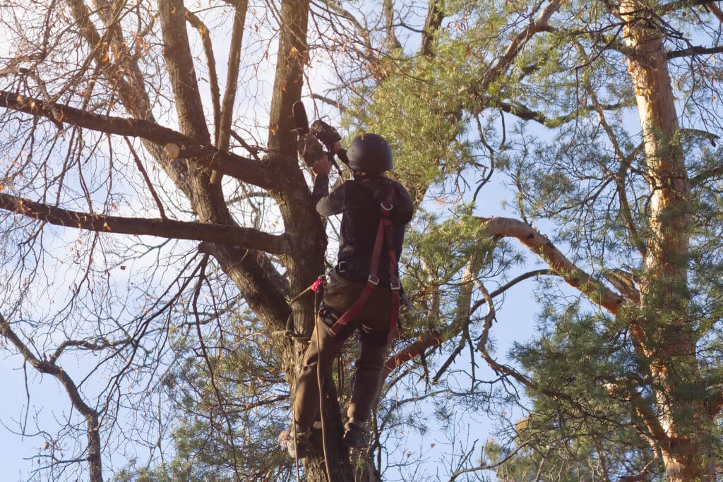 Élagage d'arbre : Arboriste en hauteur avec tronçonneuse Élagage : un arboriste casqué utilise une tronçonneuse pour tailler des branches nues et vertes sous un ciel bleu clair.