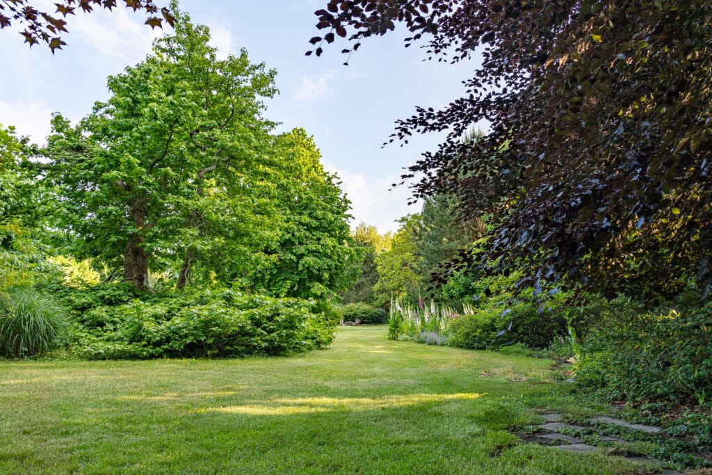 Jardin luxuriant : allée verte et arbres contrastés Allée verdoyante menant à un jardin luxuriant avec de grands arbres verts et des feuilles rouges sombres surplombant un ciel bleu clair.
