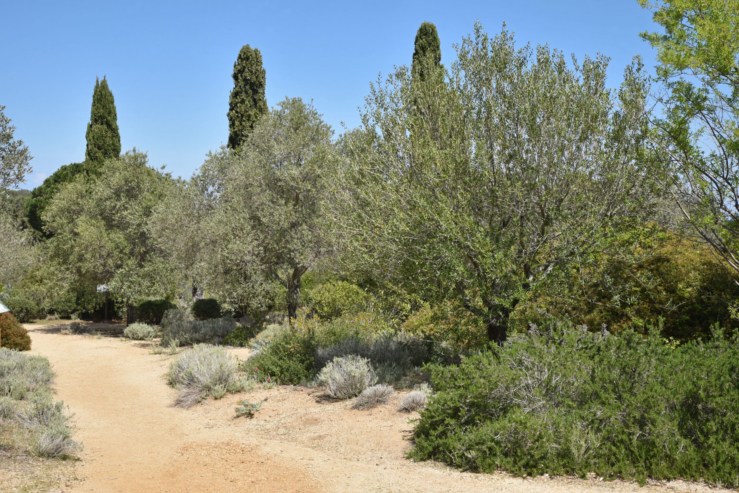 Sentier de terre ocre à travers une végétation méditerranéenne sèche, dominée par des oliviers et cyprès sous un ciel bleu clair.