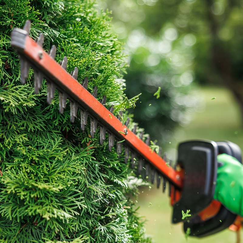 Taille d'une haie de thuya avec un taille-haie électrique, des débris verts volant dans l'air.