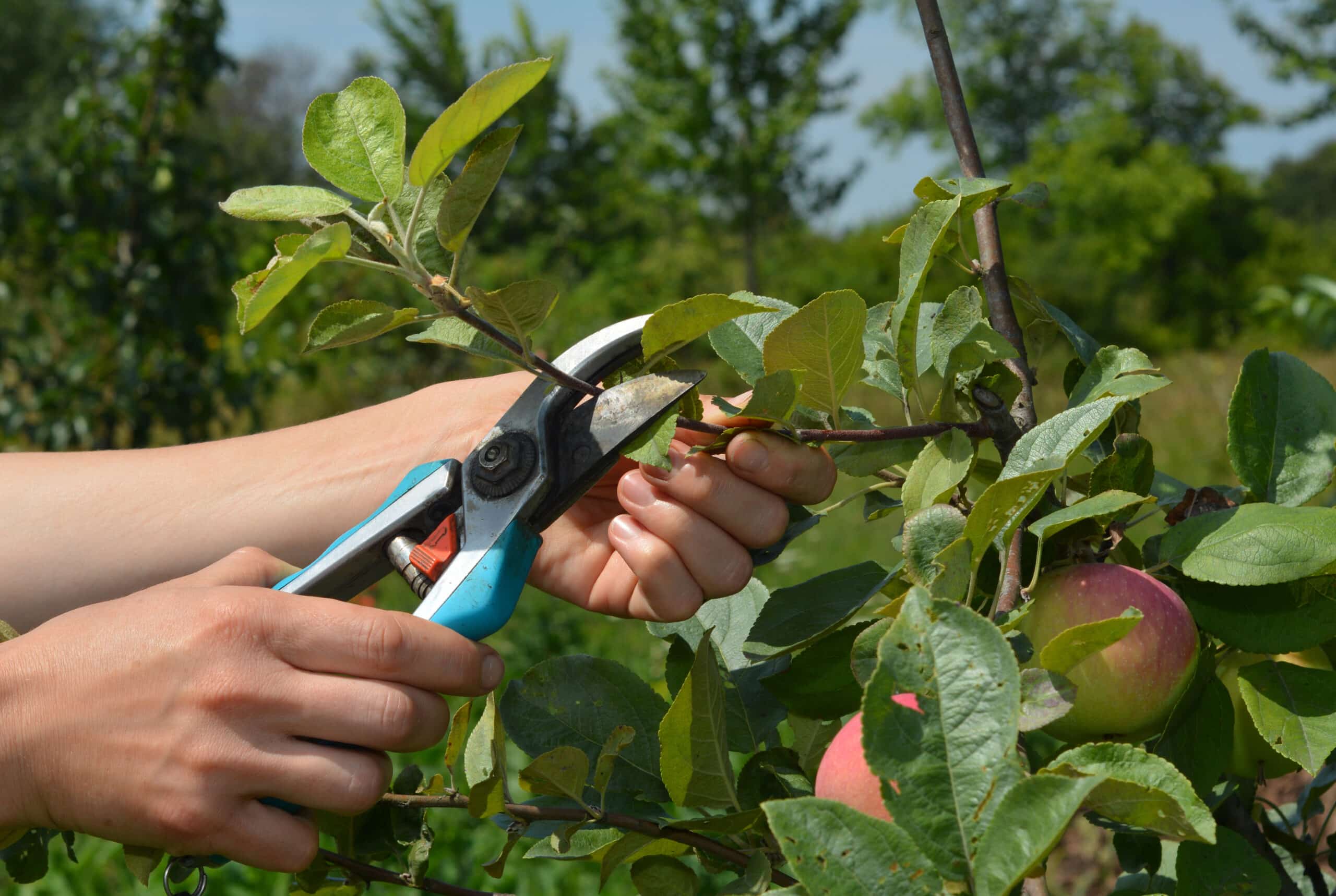 Mains taillant une branche fine de pommier avec un sécateur bleu, près de pommes rougissantes dans un verger verdoyant.